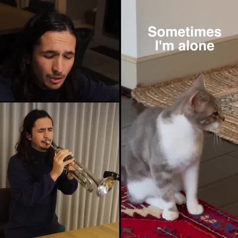 The Kiffness X Lonely Cat Sometimes I M Alone Coub