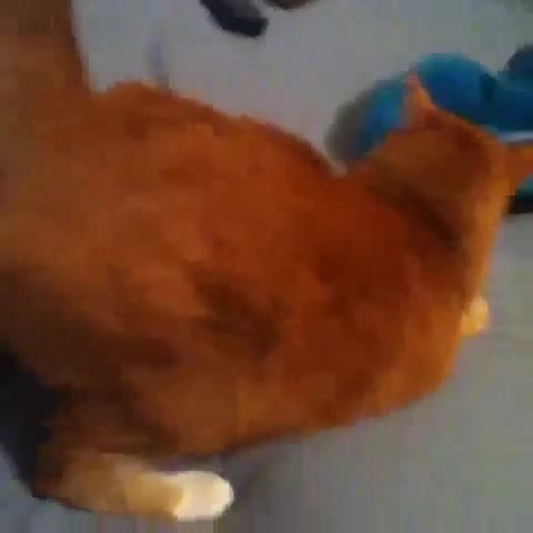 Shake Dat Ass Coub The Biggest Video Meme Platform