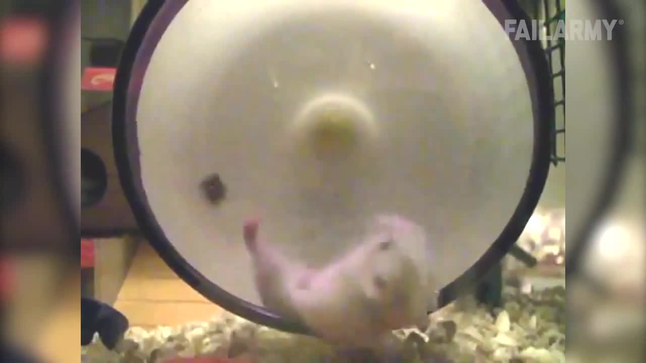 Hamster Fail Coub The Biggest Video Meme Platform