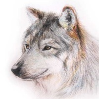 Волк Серый