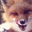 Coub - Artful Fox