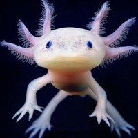 berserk. axolotl
