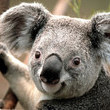 Coub - koala bears