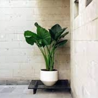 Timeless Ceramic Planters for Indoor Outdoor Use in 2022