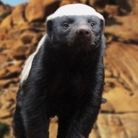 honey badger