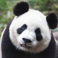 Pandamisi