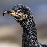 Curious cormorant