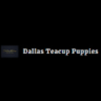 Dallas TeaCup Puppies