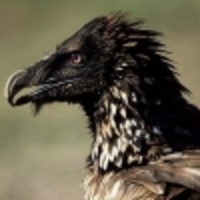 aiTheVulture