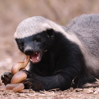 HoneyBadger