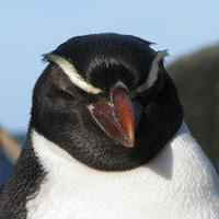 Orthodox Penguin