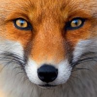 Гражданин FOX