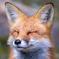 Just Fox