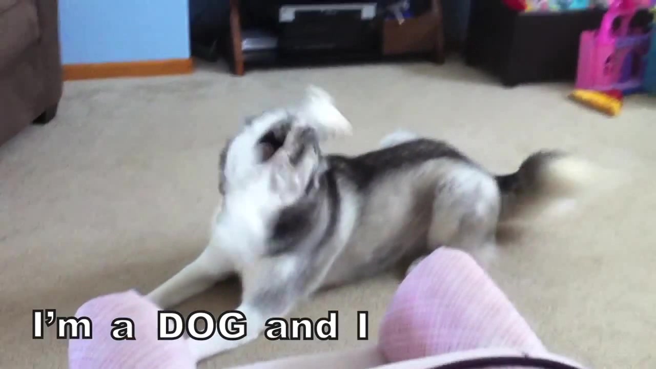 Dogs Like Socks by PSYCHOSTICK [Official] "I'm a dog and I like socks