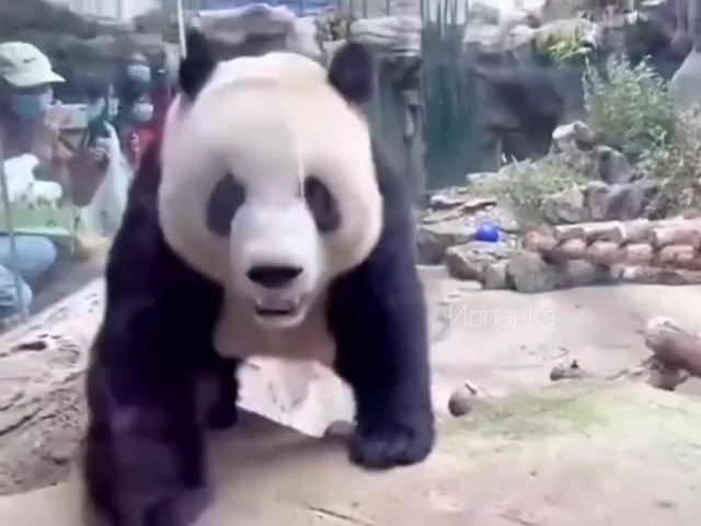 Panda Twerk - Coub