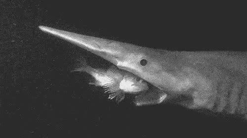 Goblin shark (Mitsukurina owstoni) and its extendable jaws - Coub