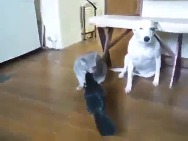 ПОЙМЁТ ТОЛЬКО РУССКАЯ ДУША! - Coub