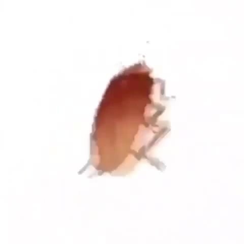 spinning cockroach meme - Coub