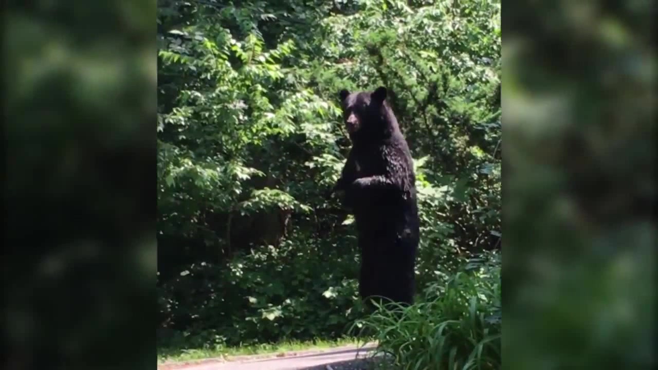 Pedals bipedal bear sighting Coub