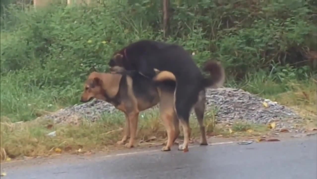 the dog mating - Coub