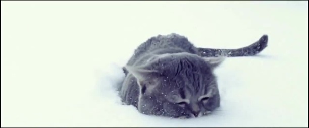 Снежный кот песня