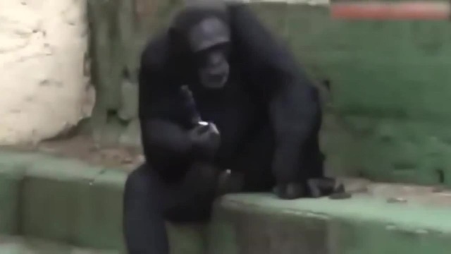 Обезьяна курит не потому что модно, просто груза много, просто душа ...