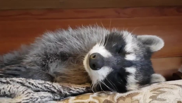 Raccoon Sleeping Coub The Biggest Video Meme Platform 7271