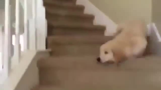 Dogs falling best sale down the stairs