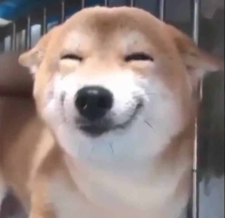 be happy dog meme