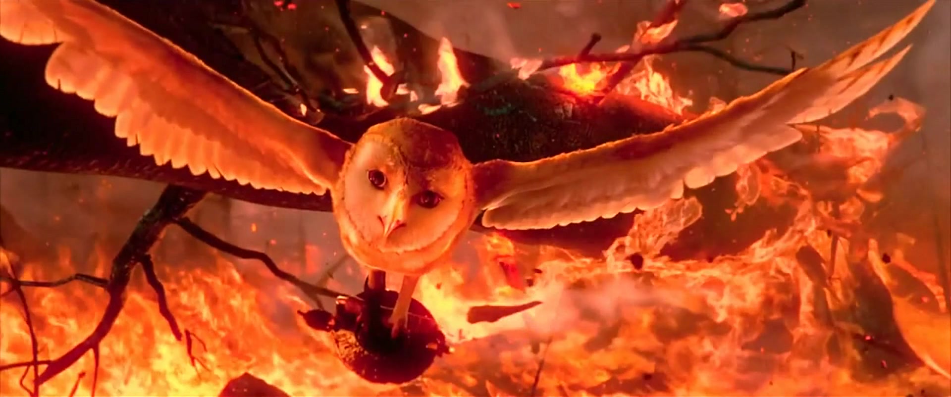 Owl in fire - Coub 