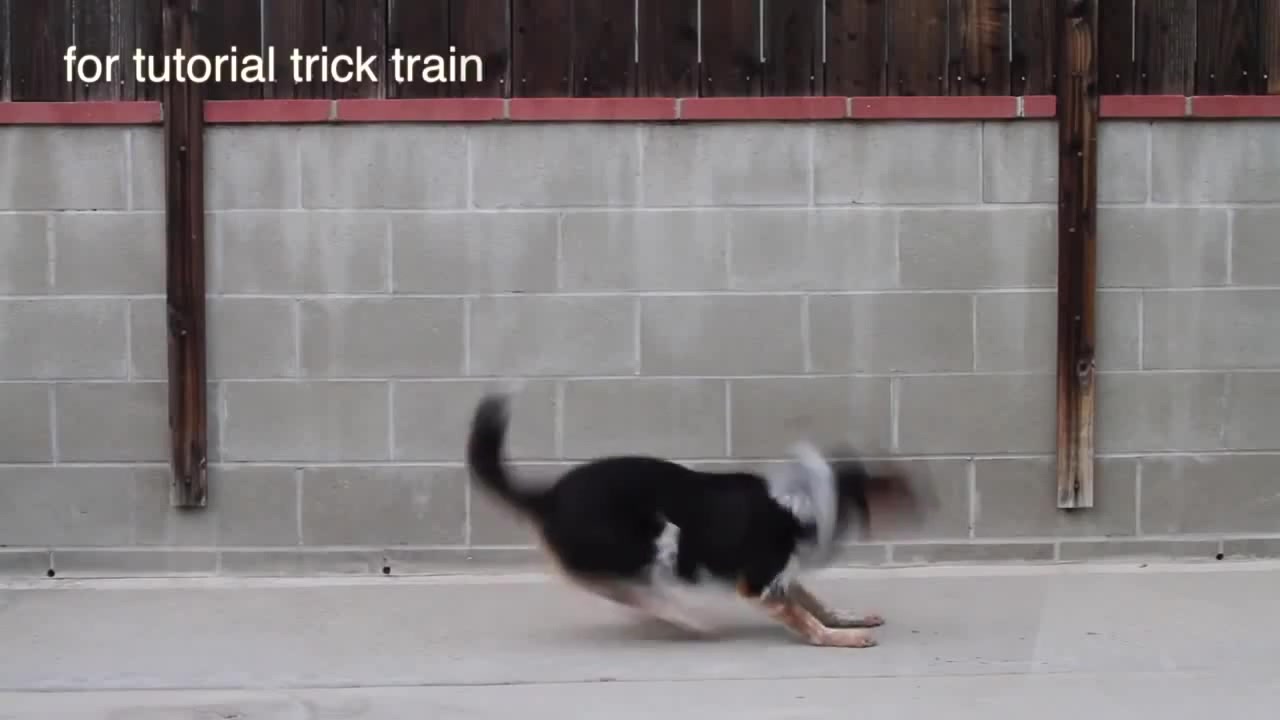 Insane dog does backflip Coub The Biggest Video Meme Platform