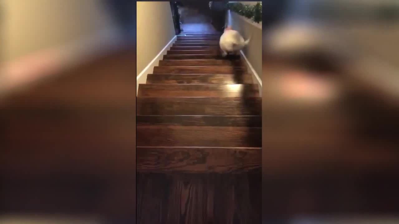Dog jumping down the stairs Coub The Biggest Video Meme Platform
