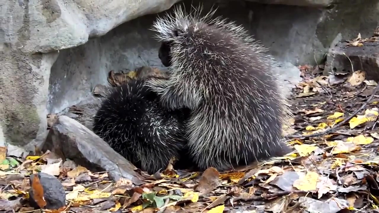 Дикобразы делают это осторожно / Carefull Porcupine Love - Coub