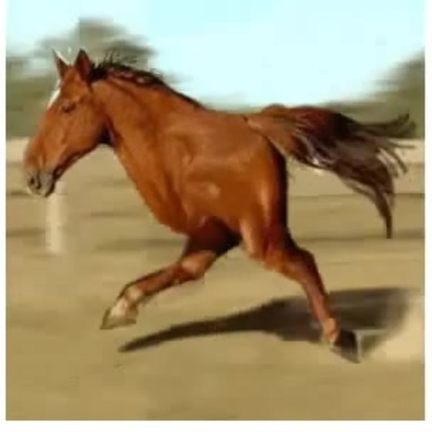 Бегущая лошадь.flv - Coub - The Biggest Video Meme Platform
