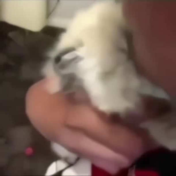 Группа kiss. Ай вона кис ю кис ю. Песня бейби бейби. One kiss текст. Группа кисс без грима.