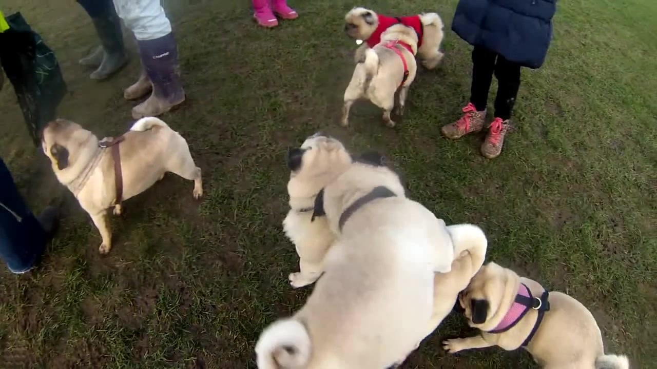 4 PUG CONGA LINE Coub