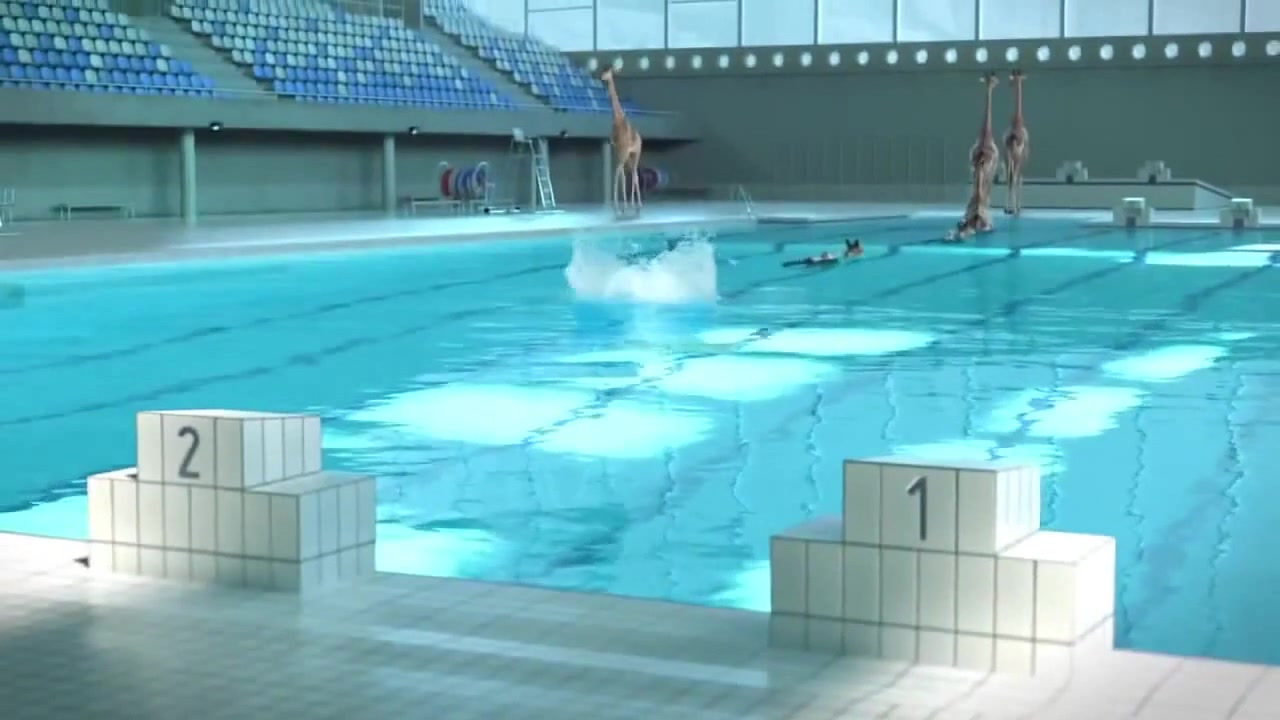 High Diving Giraffes Coub