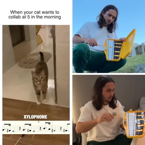 Singing Cat. The Kiffness - Xylophone Cat (Singing Cat Collab) #catsof