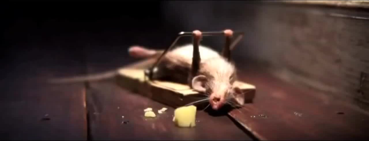 Mouse Trap Gif