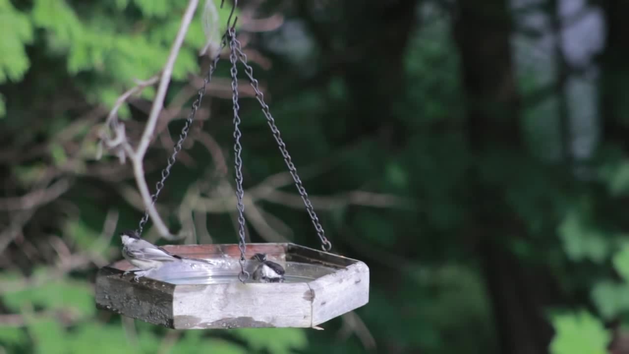 Birdy Wings (NuLogic Remix) Coub