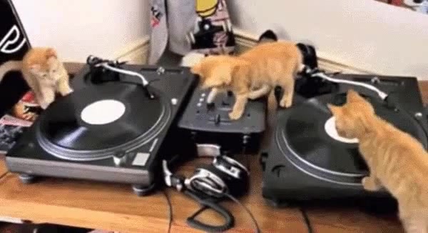 DJ Party Cat - Coub - The Biggest Video Meme Platform