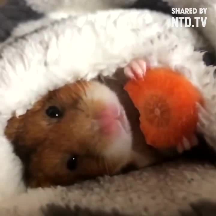 hamsters eating carrots
