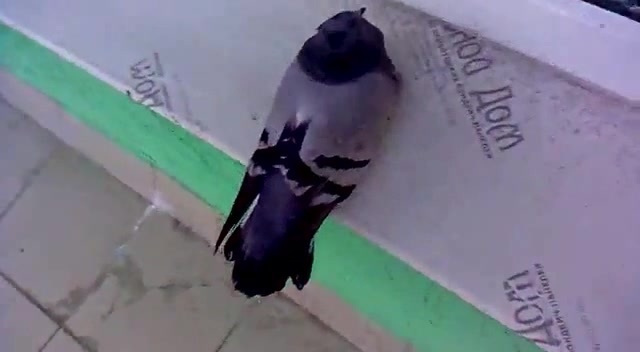 Одинокий голубь на карнизе год. Одинокий голубь на карнизе. Сизокрылый голубь на карнизе за окном. Голубь на карнизе за окном песня. Одинокий голубь на карнизе за окном слова.