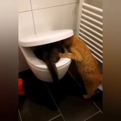 Смешные ролики про котов