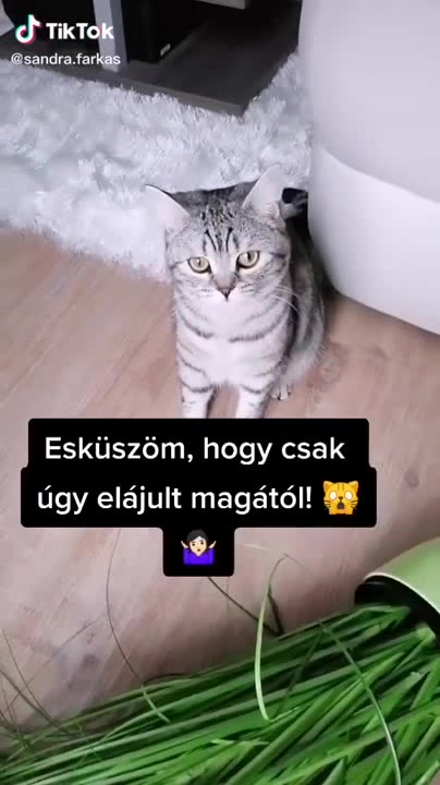 Ingyenélő Vagy 😃 Coub The Biggest Video Meme Platform 1039