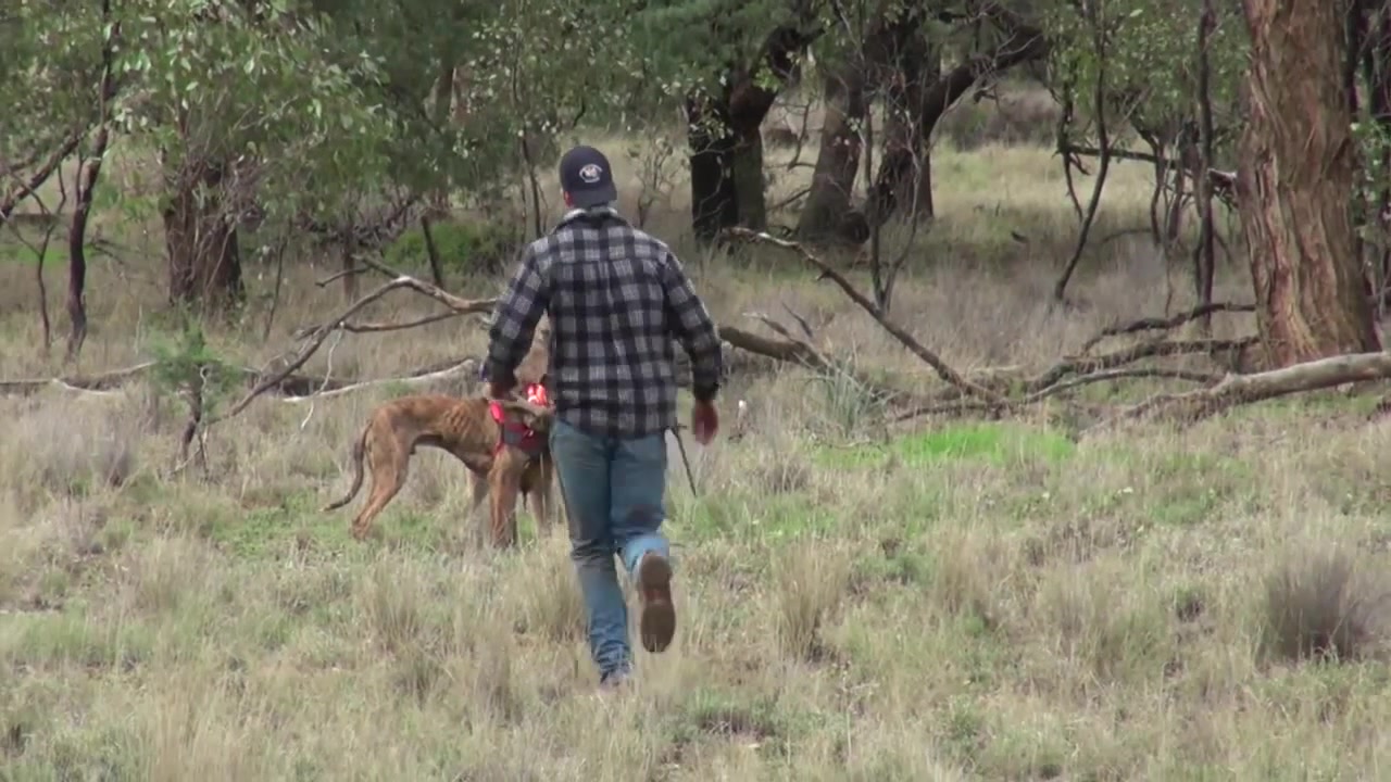 Man punches a kangaroo in the face to rescue his dog (Original HD