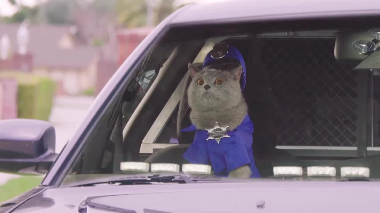 Cat Cop Chase - Aaron's Animals 