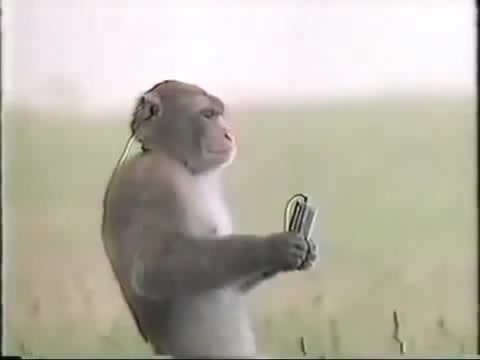 Nazi Monkey - Coub - The Biggest Video Meme Platform