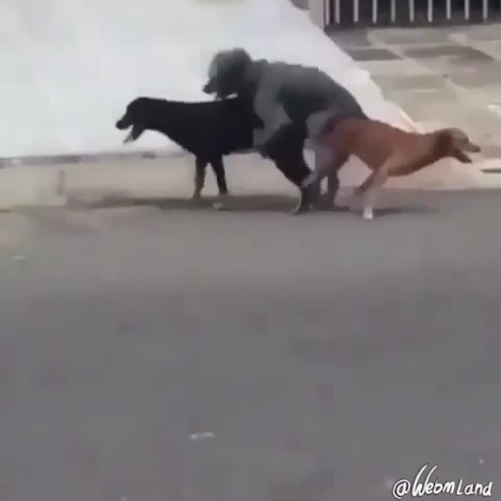 dog threesome