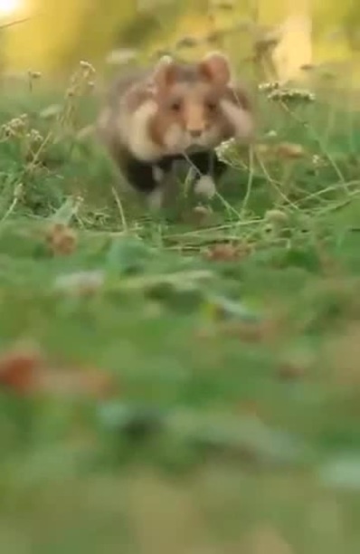 Доброе утро хомячок